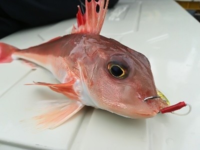 IDATEN（イダテン） 釣果