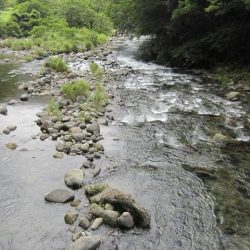 狩野川(狩野川漁業協同組合) 釣果