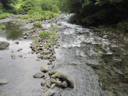狩野川(狩野川漁業協同組合) 釣果