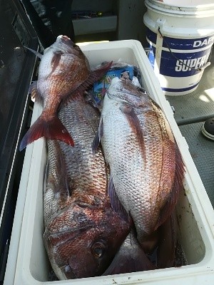 IDATEN（イダテン） 釣果