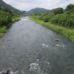 狩野川(狩野川漁業協同組合) 釣果
