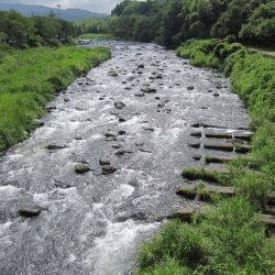 狩野川(狩野川漁業協同組合) 釣果