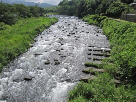 狩野川(狩野川漁業協同組合) 釣果