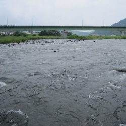 狩野川(狩野川漁業協同組合) 釣果