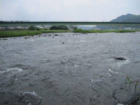狩野川（狩野川漁業協同組合） 釣果