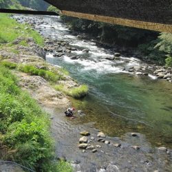 狩野川(狩野川漁業協同組合) 釣果