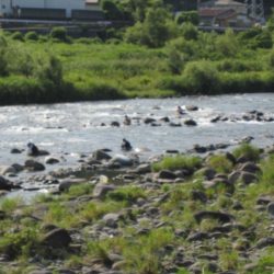狩野川（狩野川漁業協同組合） 釣果