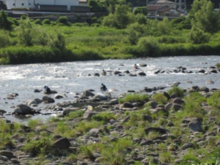 狩野川（狩野川漁業協同組合） 釣果