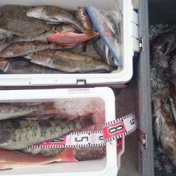 気仙沼　つり丸 釣果