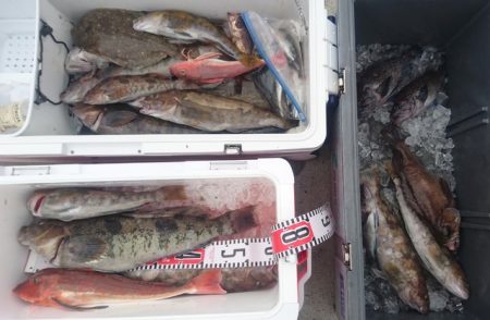 気仙沼　つり丸 釣果