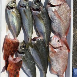 第二辰丸 釣果