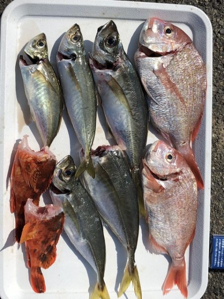 第二辰丸 釣果