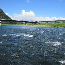 狩野川(狩野川漁業協同組合) 釣果