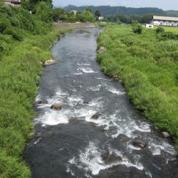 狩野川(狩野川漁業協同組合) 釣果