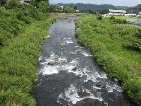 狩野川(狩野川漁業協同組合) 釣果