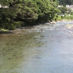 狩野川(狩野川漁業協同組合) 釣果