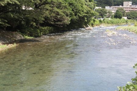 狩野川(狩野川漁業協同組合) 釣果