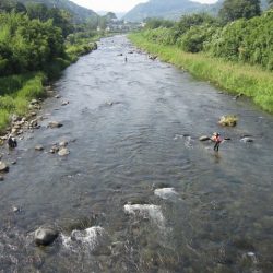 狩野川(狩野川漁業協同組合) 釣果