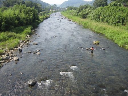 狩野川(狩野川漁業協同組合) 釣果