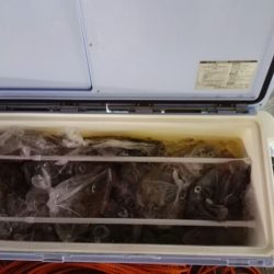 第二大福丸 釣果