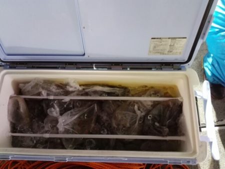 第二大福丸 釣果