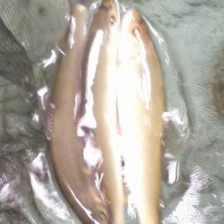 狩野川(狩野川漁業協同組合) 釣果