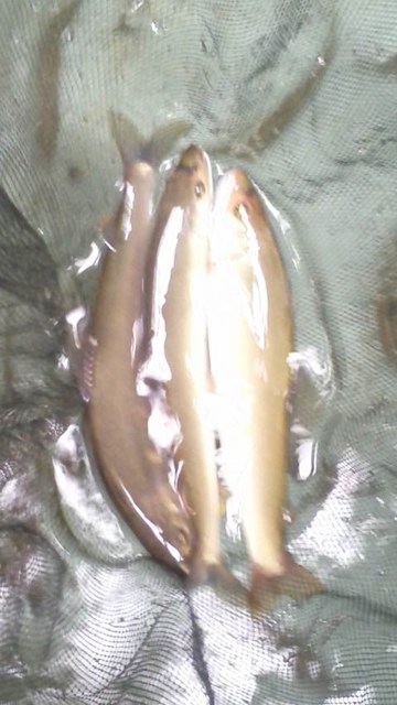 狩野川（狩野川漁業協同組合） 釣果