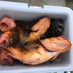 龍宮丸 釣果