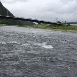 狩野川(狩野川漁業協同組合) 釣果