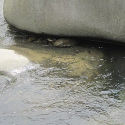 狩野川(狩野川漁業協同組合) 釣果