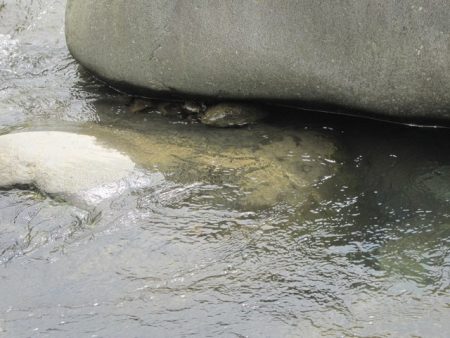 狩野川(狩野川漁業協同組合) 釣果