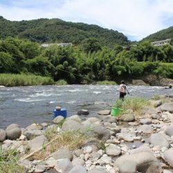 狩野川(狩野川漁業協同組合) 釣果