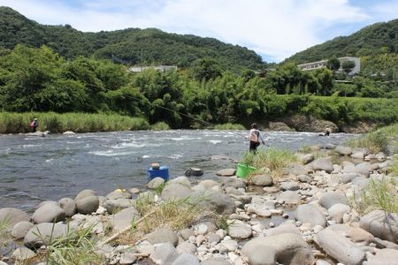 狩野川(狩野川漁業協同組合) 釣果