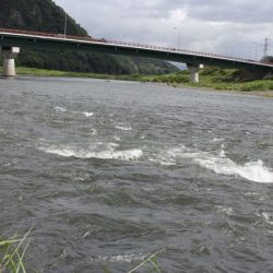 狩野川(狩野川漁業協同組合) 釣果