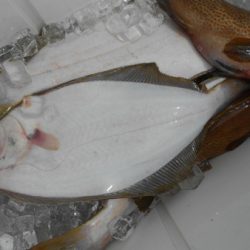 こうゆう丸 釣果