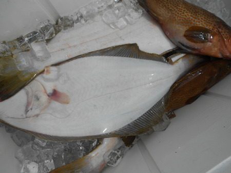 こうゆう丸 釣果