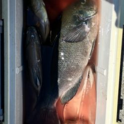 鵜来島家本渡船 釣果