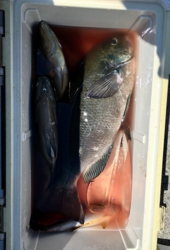 鵜来島家本渡船 釣果