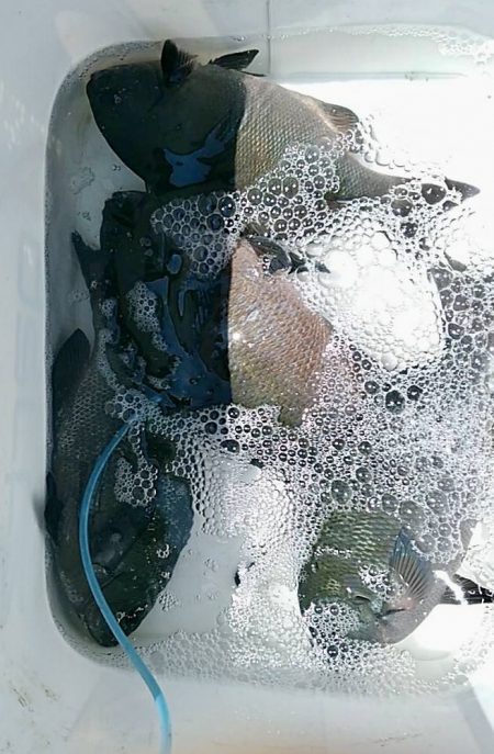 鵜来島家本渡船 釣果