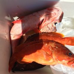 鵜来島家本渡船 釣果