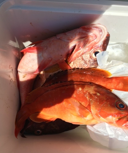 鵜来島家本渡船 釣果