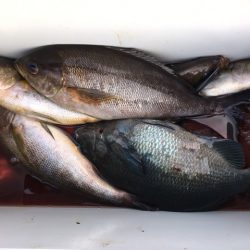 鵜来島家本渡船 釣果