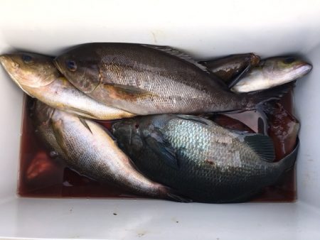 鵜来島家本渡船 釣果