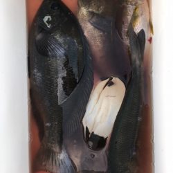 鵜来島家本渡船 釣果