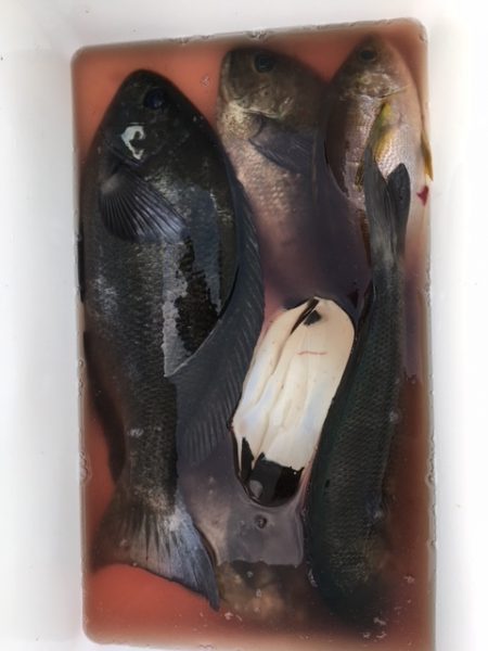 鵜来島家本渡船 釣果