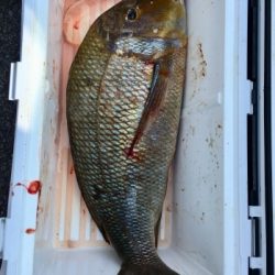 鵜来島家本渡船 釣果