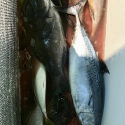 鵜来島家本渡船 釣果