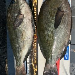 鵜来島家本渡船 釣果