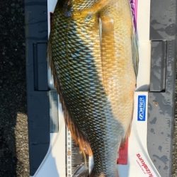 鵜来島家本渡船 釣果