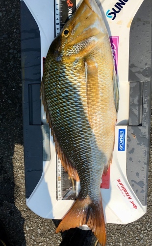 鵜来島家本渡船 釣果